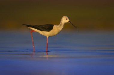 Sevimli su kuşu. Siyah kanatlı Stilt. Renkli doğa habitat arka plan. Siyah kanatlı Stilt Himantopus himantopus.