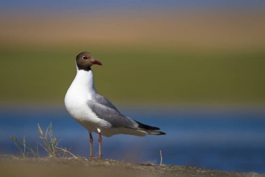 Güzel kuş Gull. Renkli doğa arka plan. Kuş: Siyah başlı Martı. Chroicocephalus ridibundus.