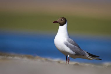 Güzel kuş Gull. Renkli doğa arka plan. Kuş: Siyah başlı Martı. Chroicocephalus ridibundus.