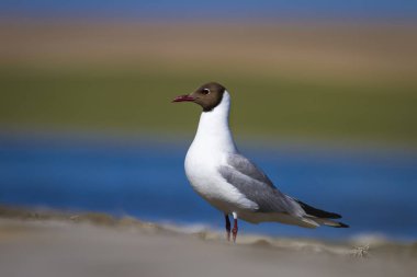 Güzel kuş Gull. Renkli doğa arka plan. Kuş: Siyah başlı Martı. Chroicocephalus ridibundus.