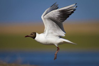 Güzel kuş Gull. Renkli doğa arka plan. Kuş: Siyah başlı Martı. Chroicocephalus ridibundus.