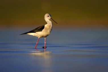Sevimli su kuşu. Siyah kanatlı Stilt. Renkli doğa habitat arka plan. Siyah kanatlı Stilt Himantopus himantopus.