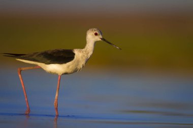 Sevimli su kuşu. Siyah kanatlı Stilt. Renkli doğa habitat arka plan. Siyah kanatlı Stilt Himantopus himantopus.