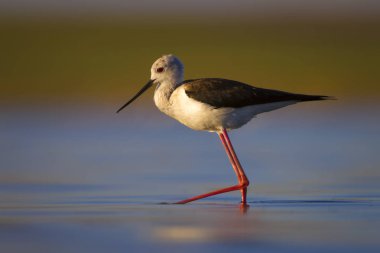 Sevimli su kuşu. Siyah kanatlı Stilt. Renkli doğa habitat arka plan. Siyah kanatlı Stilt Himantopus himantopus.