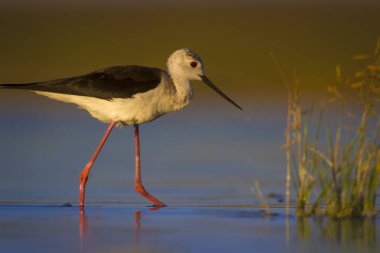 Sevimli su kuşu. Siyah kanatlı Stilt. Renkli doğa habitat arka plan. Siyah kanatlı Stilt Himantopus himantopus.