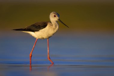 Sevimli su kuşu. Siyah kanatlı Stilt. Renkli doğa habitat arka plan. Siyah kanatlı Stilt Himantopus himantopus.