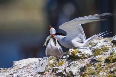 Sevimli kuş tern. Kuş yuvası. Kuş ların nereleri var. Kuş: Ortak Tern Sterna hirundo. Renkli doğa arka plan.