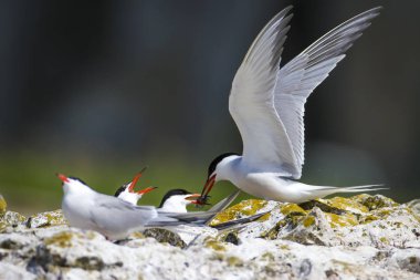 Sevimli kuş tern. Kuş yuvası. Kuş ların nereleri var. Kuş: Ortak Tern Sterna hirundo. Renkli doğa arka plan.