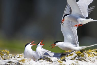 Sevimli kuş tern. Kuş yuvası. Kuş ların nereleri var. Kuş: Ortak Tern Sterna hirundo. Renkli doğa arka plan.