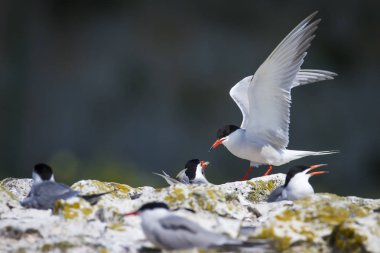 Sevimli kuş tern. Kuş yuvası. Kuş ların nereleri var. Kuş: Ortak Tern Sterna hirundo. Renkli doğa arka plan.