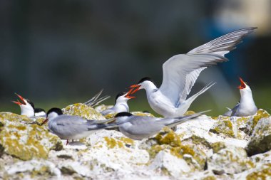 Sevimli kuş tern. Kuş yuvası. Kuş ların nereleri var. Kuş: Ortak Tern Sterna hirundo. Renkli doğa arka plan.