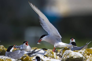 Sevimli kuş tern. Kuş yuvası. Kuş ların nereleri var. Kuş: Ortak Tern Sterna hirundo. Renkli doğa arka plan.