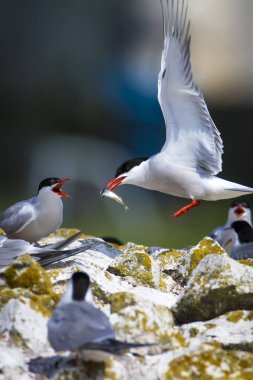 Sevimli kuş tern. Kuş yuvası. Kuş ların nereleri var. Kuş: Ortak Tern Sterna hirundo. Renkli doğa arka plan.