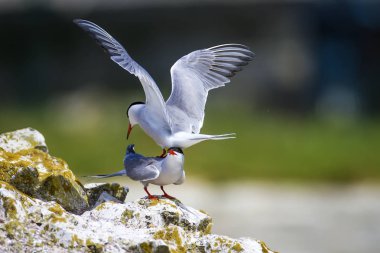 Sevimli kuş tern. Kuş yuvası. Kuş ların nereleri var. Kuş: Ortak Tern Sterna hirundo. Renkli doğa arka plan.