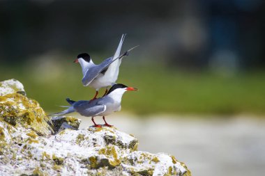 Sevimli kuş tern. Kuş yuvası. Kuş ların nereleri var. Kuş: Ortak Tern Sterna hirundo. Renkli doğa arka plan.