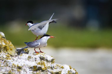 Sevimli kuş tern. Kuş yuvası. Kuş ların nereleri var. Kuş: Ortak Tern Sterna hirundo. Renkli doğa arka plan.