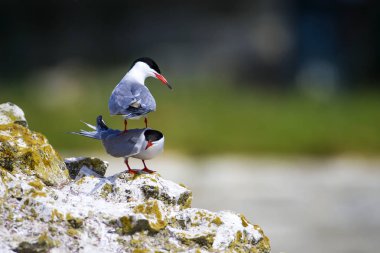 Sevimli kuş tern. Kuş yuvası. Kuş ların nereleri var. Kuş: Ortak Tern Sterna hirundo. Renkli doğa arka plan.