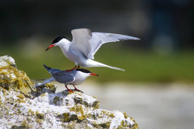Sevimli kuş tern. Kuş yuvası. Kuş ların nereleri var. Kuş: Ortak Tern Sterna hirundo. Renkli doğa arka plan.
