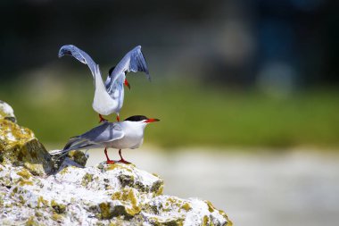 Sevimli kuş tern. Kuş yuvası. Kuş ların nereleri var. Kuş: Ortak Tern Sterna hirundo. Renkli doğa arka plan.
