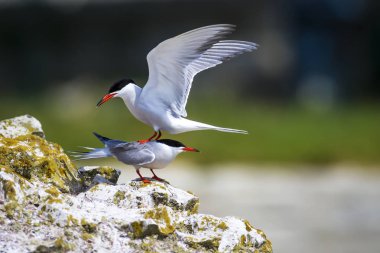Sevimli kuş tern. Kuş yuvası. Kuş ların nereleri var. Kuş: Ortak Tern Sterna hirundo. Renkli doğa arka plan.