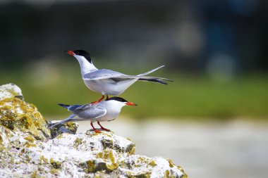 Sevimli kuş tern. Kuş yuvası. Kuş ların nereleri var. Kuş: Ortak Tern Sterna hirundo. Renkli doğa arka plan.