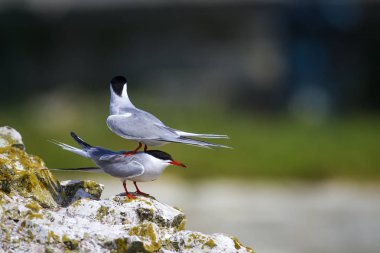 Sevimli kuş tern. Kuş yuvası. Kuş ların nereleri var. Kuş: Ortak Tern Sterna hirundo. Renkli doğa arka plan.