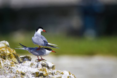 Sevimli kuş tern. Kuş yuvası. Kuş ların nereleri var. Kuş: Ortak Tern Sterna hirundo. Renkli doğa arka plan.