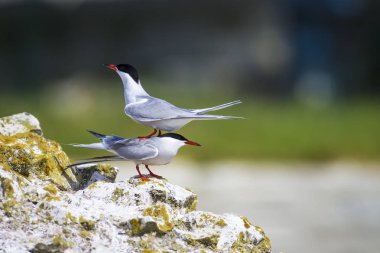 Sevimli kuş tern. Kuş yuvası. Kuş ların nereleri var. Kuş: Ortak Tern Sterna hirundo. Renkli doğa arka plan.