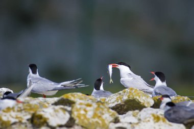 Sevimli kuş tern. Kuş yuvası. Kuş ların nereleri var. Kuş: Ortak Tern Sterna hirundo. Renkli doğa arka plan.