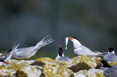Sevimli kuş tern. Kuş yuvası. Kuş ların nereleri var. Kuş: Ortak Tern Sterna hirundo. Renkli doğa arka plan.