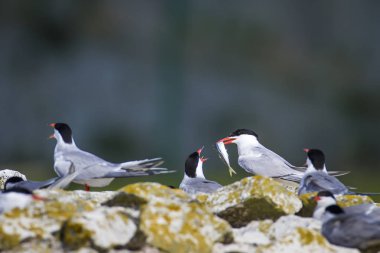 Sevimli kuş tern. Kuş yuvası. Kuş ların nereleri var. Kuş: Ortak Tern Sterna hirundo. Renkli doğa arka plan.