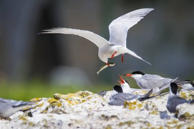 Sevimli kuş tern. Kuş yuvası. Kuş ların nereleri var. Kuş: Ortak Tern Sterna hirundo. Renkli doğa arka plan.