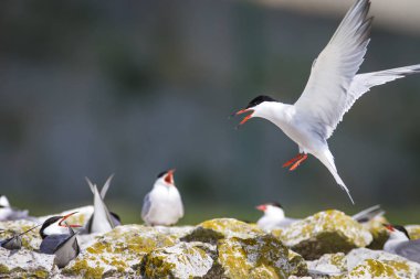 Sevimli kuş tern. Kuş yuvası. Kuş ların nereleri var. Kuş: Ortak Tern Sterna hirundo. Renkli doğa arka plan.