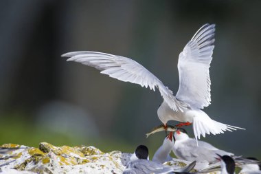 Sevimli kuş tern. Kuş yuvası. Kuş ların nereleri var. Kuş: Ortak Tern Sterna hirundo. Renkli doğa arka plan.