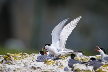 Sevimli kuş tern. Kuş yuvası. Kuş ların nereleri var. Kuş: Ortak Tern Sterna hirundo. Renkli doğa arka plan.