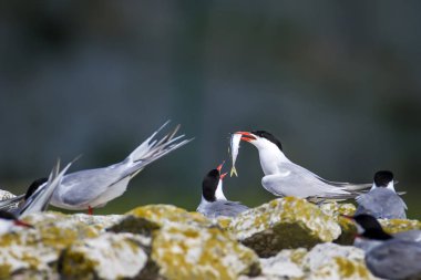 Sevimli kuş tern. Kuş yuvası. Kuş ların nereleri var. Kuş: Ortak Tern Sterna hirundo. Renkli doğa arka plan.
