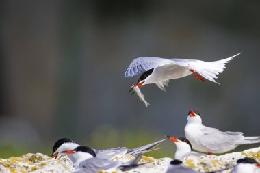 Sevimli kuş tern. Kuş yuvası. Kuş ların nereleri var. Kuş: Ortak Tern Sterna hirundo. Renkli doğa arka plan.