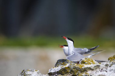 Sevimli kuş tern. Kuş yuvası. Kuş ların nereleri var. Kuş: Ortak Tern Sterna hirundo. Renkli doğa arka plan.