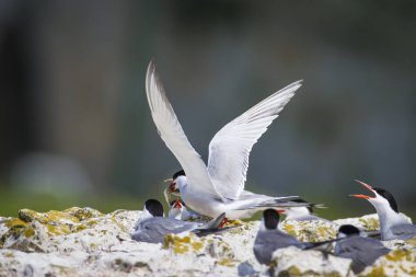 Sevimli kuş tern. Kuş yuvası. Kuş ların nereleri var. Kuş: Ortak Tern Sterna hirundo. Renkli doğa arka plan.