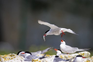 Sevimli kuş tern. Kuş yuvası. Kuş ların nereleri var. Kuş: Ortak Tern Sterna hirundo. Renkli doğa arka plan.