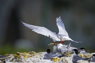 Sevimli kuş tern. Kuş yuvası. Kuş ların nereleri var. Kuş: Ortak Tern Sterna hirundo. Renkli doğa arka plan.