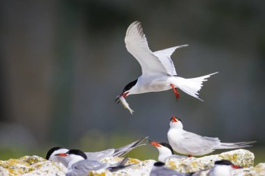 Sevimli kuş tern. Kuş yuvası. Kuş ların nereleri var. Kuş: Ortak Tern Sterna hirundo. Renkli doğa arka plan.