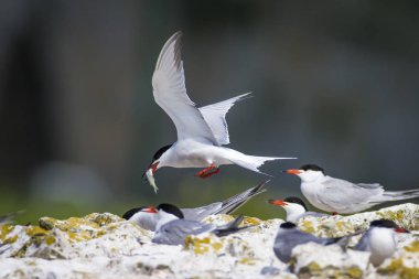 Sevimli kuş tern. Kuş yuvası. Kuş ların nereleri var. Kuş: Ortak Tern Sterna hirundo. Renkli doğa arka plan.