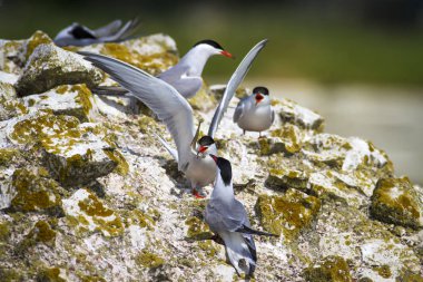 Sevimli kuş tern. Kuş yuvası. Kuş ların nereleri var. Kuş: Ortak Tern Sterna hirundo. Renkli doğa arka plan.