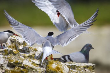 Sevimli kuş tern. Kuş yuvası. Kuş ların nereleri var. Kuş: Ortak Tern Sterna hirundo. Renkli doğa arka plan.
