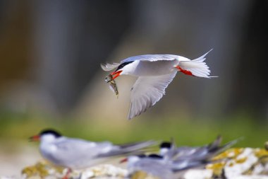 Sevimli kuş tern. Kuş yuvası. Kuş ların nereleri var. Kuş: Ortak Tern Sterna hirundo. Renkli doğa arka plan.