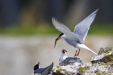 Sevimli kuş tern. Kuş yuvası. Kuş ların nereleri var. Kuş: Ortak Tern Sterna hirundo. Renkli doğa arka plan.