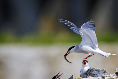 Sevimli kuş tern. Kuş yuvası. Kuş ların nereleri var. Kuş: Ortak Tern Sterna hirundo. Renkli doğa arka plan.