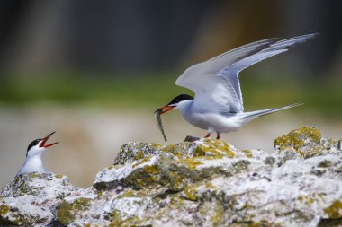 Sevimli kuş tern. Kuş yuvası. Kuş ların nereleri var. Kuş: Ortak Tern Sterna hirundo. Renkli doğa arka plan.