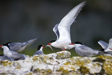 Sevimli kuş tern. Kuş yuvası. Kuş ların nereleri var. Kuş: Ortak Tern Sterna hirundo. Renkli doğa arka plan.